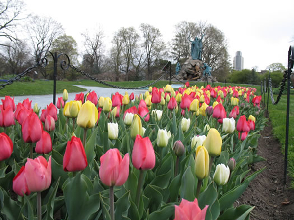 Tulip Fest 2015