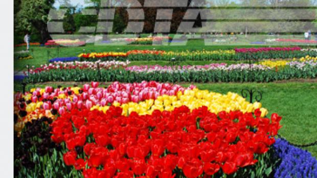 Cdta To Co Present The 66th Annual Albany Tulip Festival Www