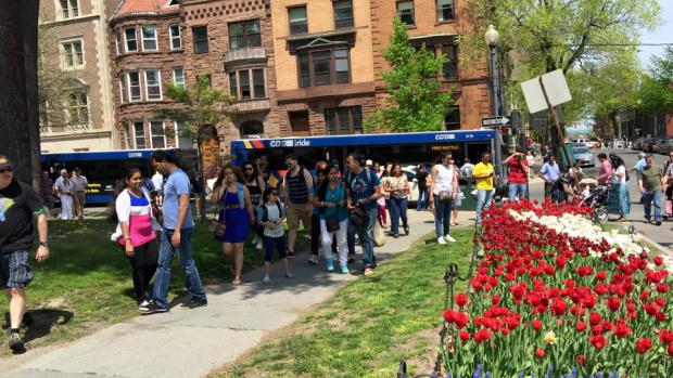 CDTA to Provide Free Shuttle Service for 2024 Albany Tulip Festival