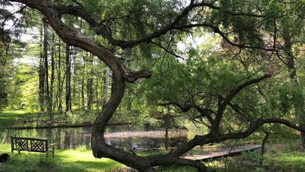 Pine Hollow Arboretum